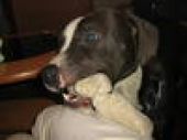 amstaff ZaginioneKoty.pl