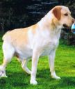 labrador biszkoptowy ZaginioneKoty.pl