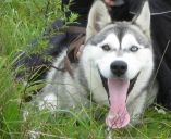 syberian husky ZaginioneKoty.pl