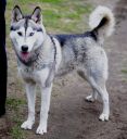 syberian husky ZaginioneKoty.pl