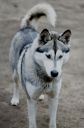 syberian husky ZaginioneKoty.pl
