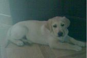 labrador ZaginioneKoty.pl